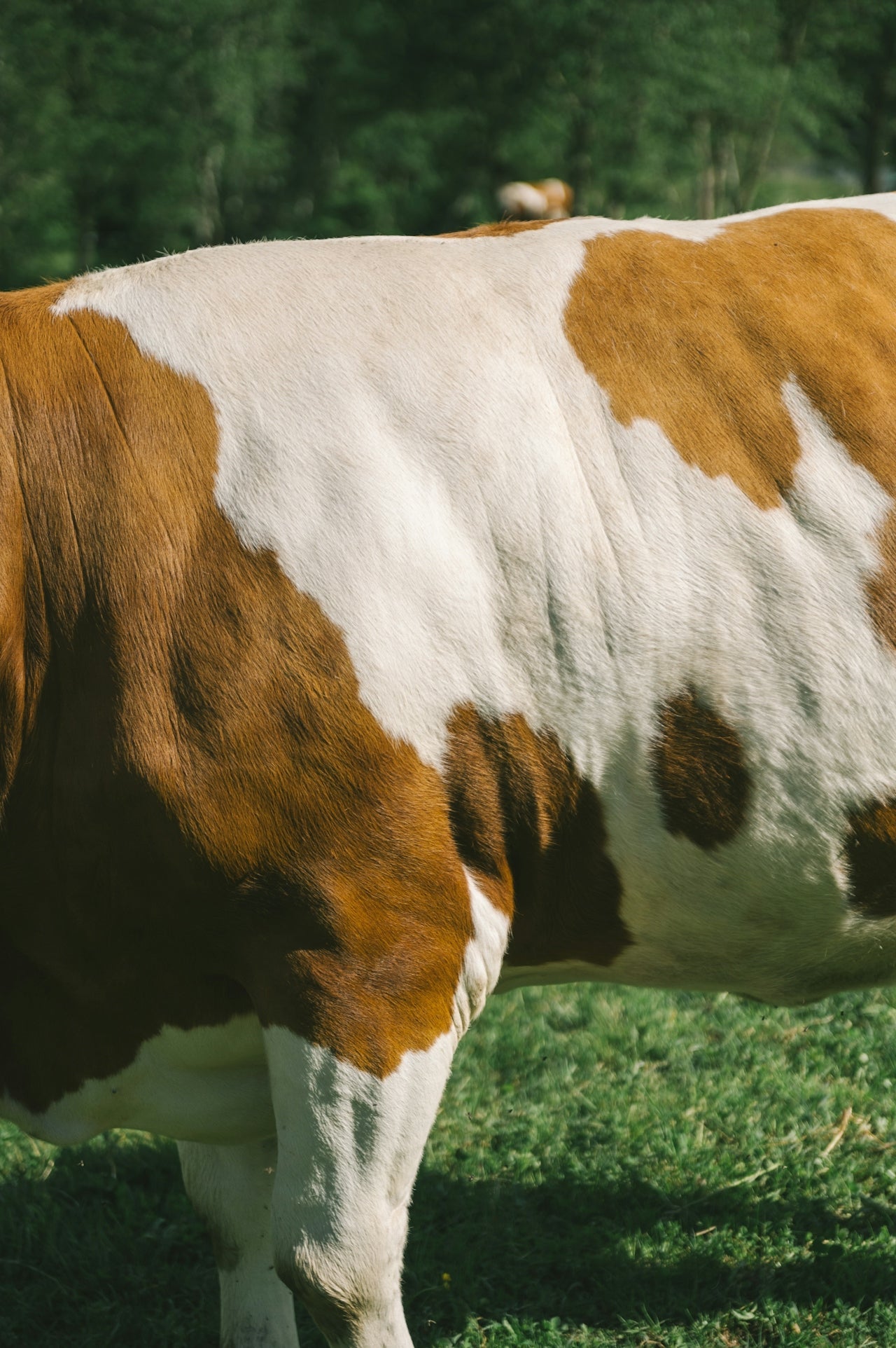 Beef Tallow Benefits: Why This Ancient Fat Is Back in the Spotlight